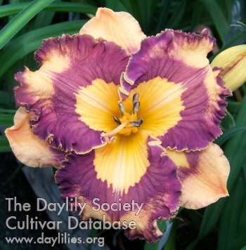 Daylily Gage's Facepaint